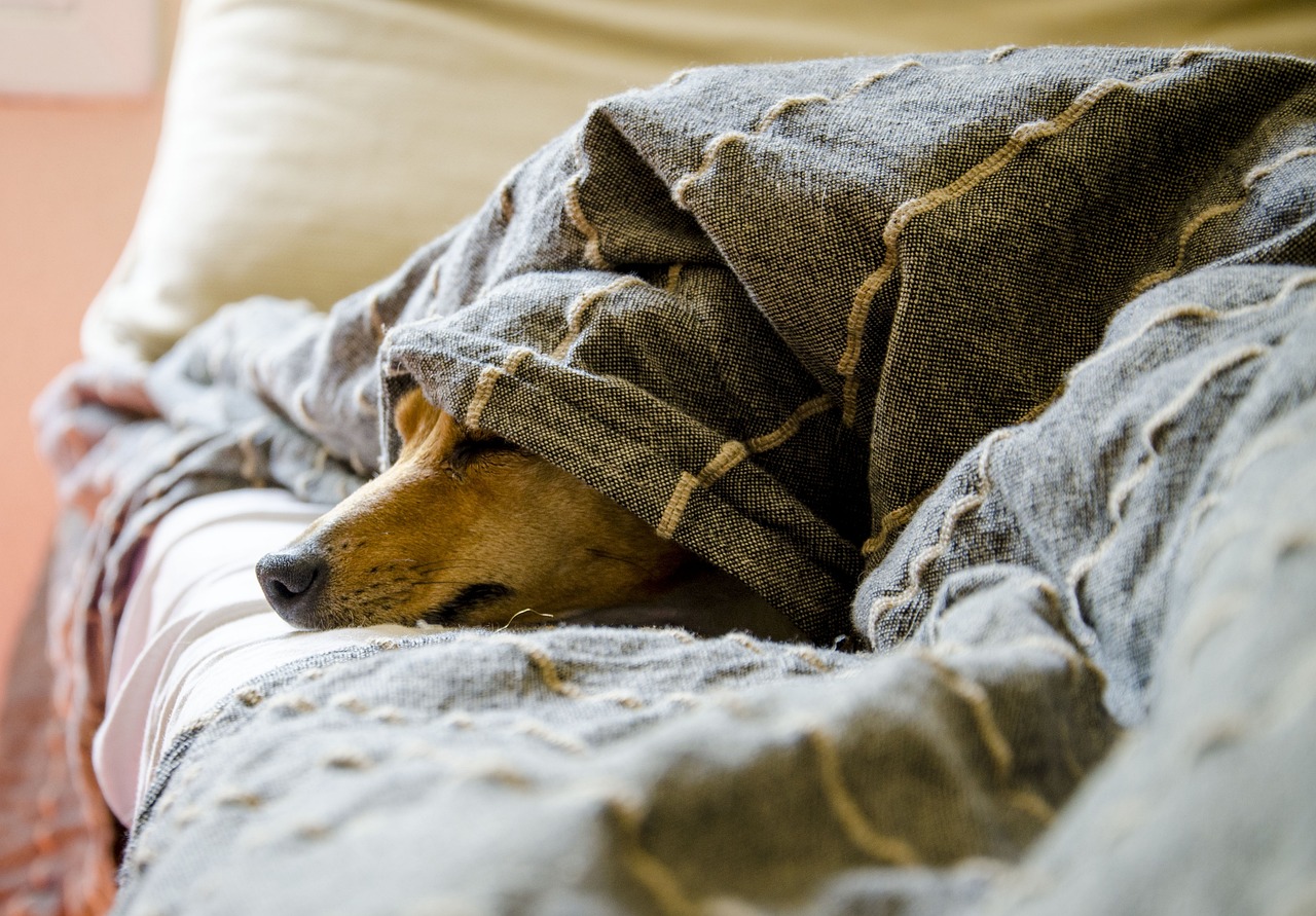 How to Keep Your Pet Calm During Vet Visits